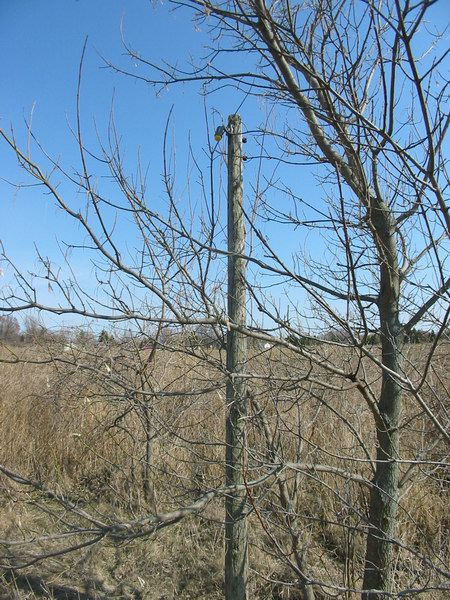 Starlite Drive-In Theatre - Utility Pole - Photo From Water Winter Wonderland (newer photo)